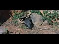 Honey Badger mpeg2video