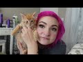MEET MY NEW KITTEN! | CAT VLOG 🐱 |