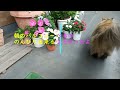Hitomi the Persian cat remembers breakfast while relaxing on the balcony