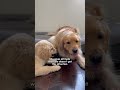 My sassy golden retriever puppy 🐶 #dogshorts #dog #puppy #goldenretriever #puppies #puppyvideos