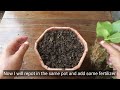 How to Propagate Hydrangea Plant | Hydrangea plant Propagation