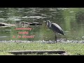 Egret and Herons, Parc Omega