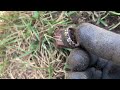 Two Beautiful Silver Rings Metal Detecting & Losing Hearts in Colorado Springs!