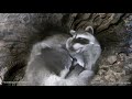 Raccoon family in the hollow log den