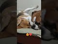 Tumko pata kaise chala 😂🤭#love#cute#fighting#doglover#funny#shorts#youtubeshorts#like #subscribe 🙏