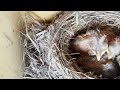 Baby Robin's How many in the nest 3 or 4