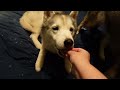 This Husky Is Shedding Like Crazy!