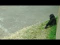 Young gorilla encounter with a bee