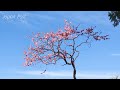 Spectacular plum blossoms planted on the slope Tokyo Japan 4K 2024 斜面に咲く壮麗な梅の花 池上梅園 東京