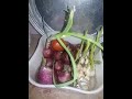 soil less Onion-Garlic