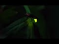 Crickets and a Firefly | Crickets and Light | Ambient Sound | What Else Is There?