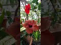 আমার কিউট Hibiscus flowers  😍