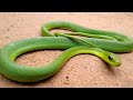 a cobra 🐍 verde #natureza #selvagem #habitat