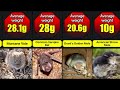 Smallest Mammals In The World | Tiniest Mammals In The World By Body Weight