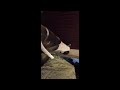 Bad Dog Video #1