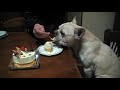 French bulldog　【クリスマスケーキおいしいです】もぐ。