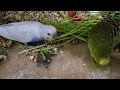 Hand Feeding Budgies in Aviary #nature #budgies #parakeet, #birds, #birdsounds, #parrot