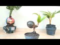 PERAWATAN BAHAN BONSAI KELAPA DAUN MINI/COCONUT BONSAI