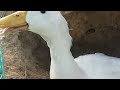 New 60Duckling Hatching Eggs With Two Duck Mum _ Pekin Duck Hatching From Eggs