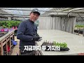 정말쉬운 목수국삽목(녹지삽&숙지삽)