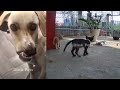 😂😆 Funniest Cats and Dogs Videos 😂🤣 Funny Animal Moments 2024 # 13
