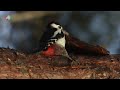 Sergey Key | Едем в лес снимать птиц | Birdwatching life