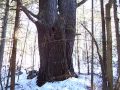 Crazy MonkeyMan Climbs a Tree