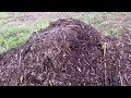 The wood chip compost pile