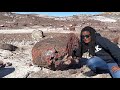 Petrified wood arizona