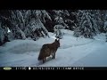 Trail Camera Footage Prince George, BC