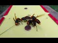 Sticky Defense: Protecting Honey Bees from Giant Hornets