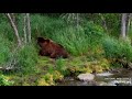 12 Jul 2024: Disabled bear returns to Brooks (explore.org)