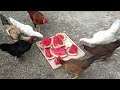 Ayam Kampung Elba Adalah Salah Satu Ayam Petelur Unggul #ayamkampung #ayampetelur