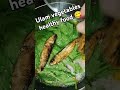 #ulamfortoday #vegetables #smokefish #ingredients#squash#saluyot#alogbati#okra#tomato#onion#shorts