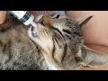 Cute Kitten Still Loves Bottle Feeding