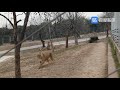 Lion vs Tiger  full battle HD original sound, (not clickbait) (real fight)
