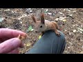 До смешного наглая белка в парке / Ridiculously impudent squirrel in the park