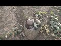 Harvesting Squash || Agburas ti karabasa