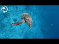 [NEW] Ocean Colors 4K (ULTRA HD) 🐋- Coral Reefs and Colorful Sea Life - Relaxing Music