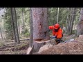 #Stihl #661c #intheforest #🌲🌲🌲6,96mc