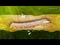 What’s Inside A Caterpillar 'Cocoon?'