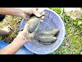 Incredible Fishing Technique Trap Fish Under Bamboo Basket In Ground Catfish#Fishing