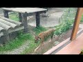 Manila Zoo | Mas Maganda Nang Pasyalan Kasama Ang Buong Pamilya