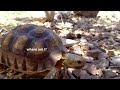 Tortoise Existential Crisis