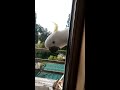 Naughty cockatoo destroys my house!