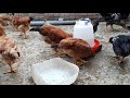 ¿Por que fracasan criando gallinas?