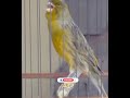 Suara Burung Kenari