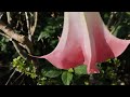 Brugmansia suaveolens, Brazil's white angel trumpet, angel's tears & snowy angel's trumpet #flowers