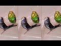 4 Terrible Things People did to their Budgies | Part 4