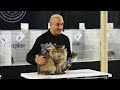 Cat judging: Adult Class Final from Stafford Cat Extravaganza 2023